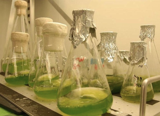 biopaliva - mořské řasy - fotobioreaktory