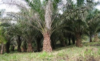 Palma olejná (Elaeis guineensis) je tropický strom z čeledi arekovitých. Z oplodí této palmy se získává palmový olej, který je světle žlutý až oranžový a používá se v potravinářství nebo třeba k výrobě biopaliva, kosmetických přípravků a pracích prášků.