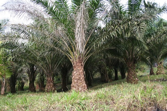 Palma olejná (Elaeis guineensis) je tropický strom z čeledi arekovitých. Z oplodí této palmy se získává palmový olej, který je světle žlutý až oranžový a používá se v potravinářství nebo třeba k výrobě biopaliva, kosmetických přípravků a pracích prášků.
