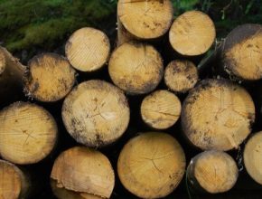 Zvýšené popularitě biomasy má nahrávat i nucená těžba dřeva způsobena kalamitou kůrovce.