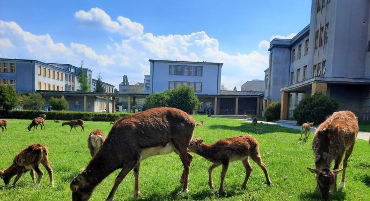 Specialitou Thomayerovy nemocnice je stádo muflonů, které se pase v areálu nemocnice. foto: ČEZ ESCO